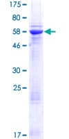 Human TRNAU1AP / TRSPAP1 Protein (Recombinant GST)