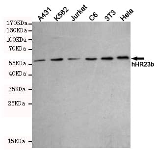 Monoclonal Mouse anti-Human RAD23B / HR23B Antibody (IHC, WB)