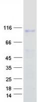 Human ITGB7 / Integrin Beta 7 Protein (Recombinant Myc-DDK (Flag))