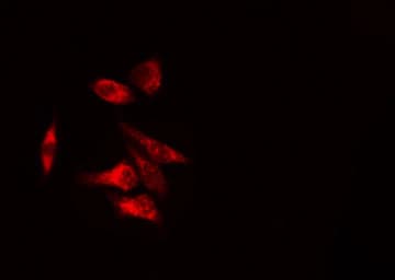 UGDH / UDPGDH Antibody