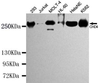 Monoclonal Mouse anti-Human CHD4 Antibody (WB)