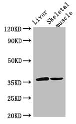 LYVE1 Antibody (aa20-238)
