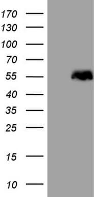 SMAD1 Antibody (clone OTI1B9)