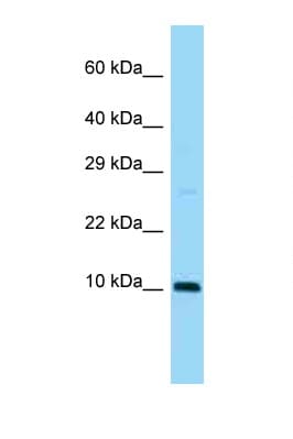 SUMO3 Antibody (aa6-55)