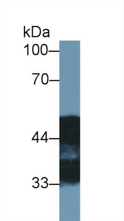 NDRG2 Antibody (aa2-300, FITC)