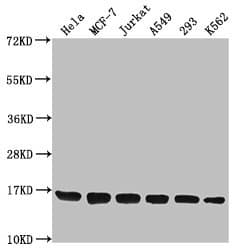 H3F3B Antibody