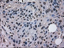 MRI1 Antibody (clone OTI9H7, Carrier-free)