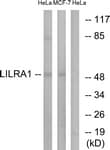 LILRA1 / LIR6 Antibody (aa53-102)