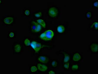 RAB3A Antibody