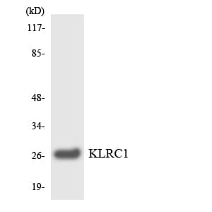 KLRC1 / NKG2A / CD159a Antibody (aa22-71)
