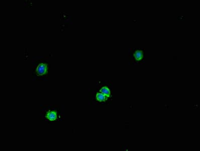 Polyclonal Rabbit anti-Human FNTB Antibody