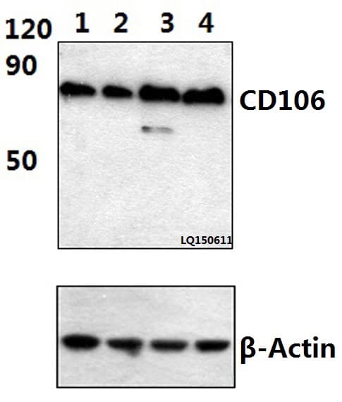 VCAM1 / CD106 Antibody
