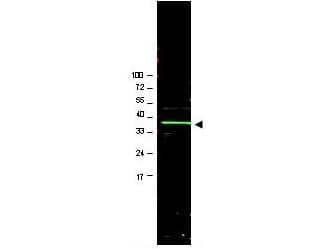 IHC-plus™ Polyclonal Goat anti-Human BMI1 / PCGF4 Antibody (IHC, IF, WB)