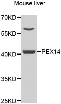 PEX14 Antibody