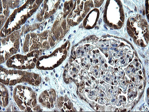 ZFAND3 / TEX27 Antibody (clone OTI1H9)