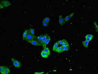 MYD88 Antibody