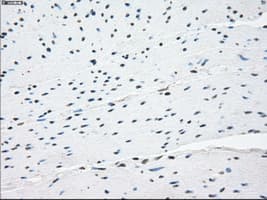 TSC501 / NAT8 Antibody (clone OTI5A8, Carrier-free)