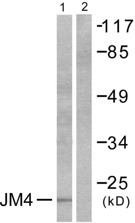PRAF2 Antibody