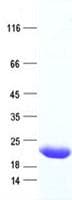 Human TAF12 Protein (Recombinant His, N-Terminal)