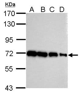 HSP70 / Heat Shock Protein 70 Antibody (aa308-569)