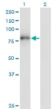 Monoclonal Mouse anti-Human ZNF175 Antibody (clone 1C2, IF, WB)