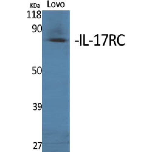IL17RC Antibody (680-760 aa, C-terminal)