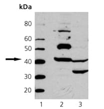 Muscle Actin Antibody