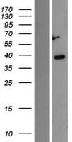 CSNK1A1 / CK1 Alpha Protein (Over-Expression Lysate Myc-DDK (Flag))