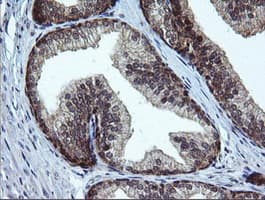 RAB37 Antibody (clone OTI2F1)