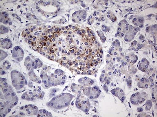 Monoclonal Mouse anti-Human PLAU / Urokinase / uPA Antibody (clone OTI5H4, aa107-379, IHC, WB)