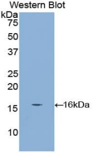 CUBN / Cubilin Antibody (aa3157-3274)