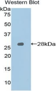 SLAMF1 / SLAM / CD150 Antibody (aa19-236, Biotin)