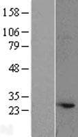 ATG10 Protein (Over-Expression Lysate Myc-DDK (Flag))