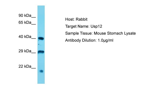 USP12 Antibody (aa89-138)