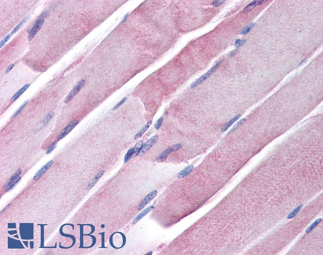 IHC-plus™ Aspartate Aminotransferase Antibody