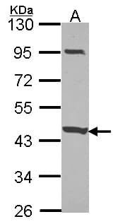 CCDC83 Antibody (aa163-397)
