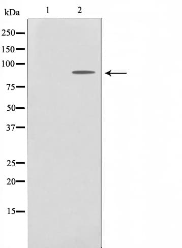 EPS8L2 Antibody (aa19-48)