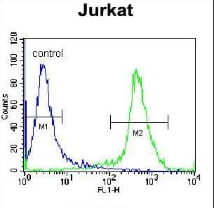 IHC-plus™ Polyclonal Rabbit anti-Human CD45 / LCA Antibody (aa336-364, IHC, WB)