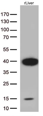 ARG1 / Arginase 1 Antibody (clone OTI4G3)