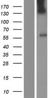 UGT3A1 Protein (Over-Expression Lysate Myc-DDK (Flag))