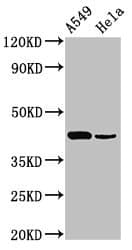 PDGF-D Antibody