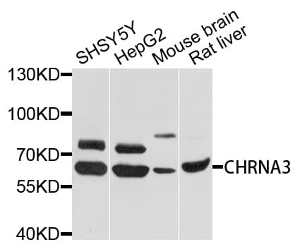 CHRNA3 Antibody