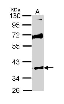 STK26 / MST4 Antibody (aa134-319)