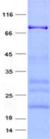 Human PLEKHA8 Protein (Recombinant GST, N-terminus + His, C-terminus)