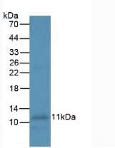 IL8 / Interleukin 8 Antibody (aa23-101, Biotin)