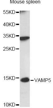 VAMP5 / VAMP-5 Antibody