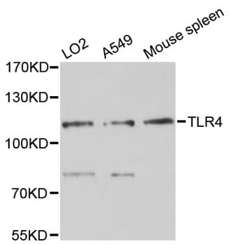 TLR4 Antibody
