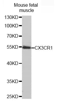 CX3CR1 Antibody