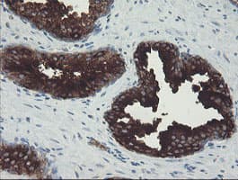 CLEC4E / MINCLE Antibody (clone OTI2H4, Carrier-free)