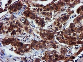 EPN2 Antibody (clone OTI1B4, Carrier-free)